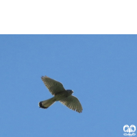 گونه دلیجه Common Kestrel